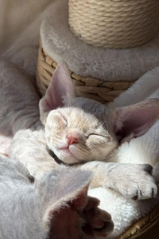Devon Rex kitten - Creamy Elf Devons California cattery