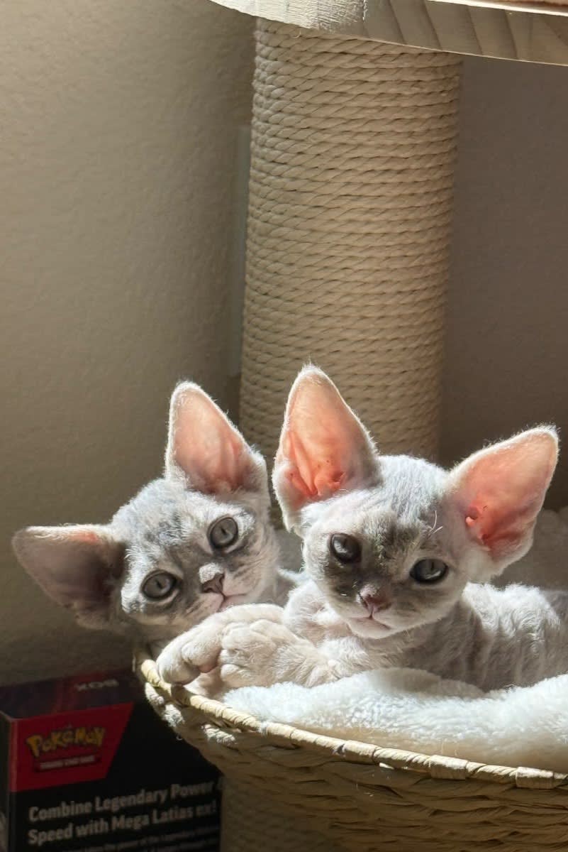 Devon Rex cat resting on a cat tree