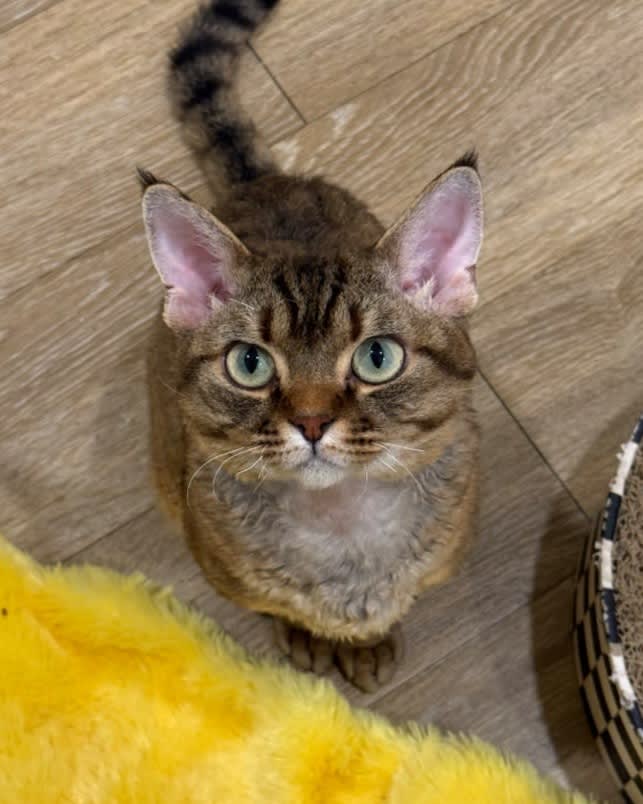 Portrait of a Devon Rex cat