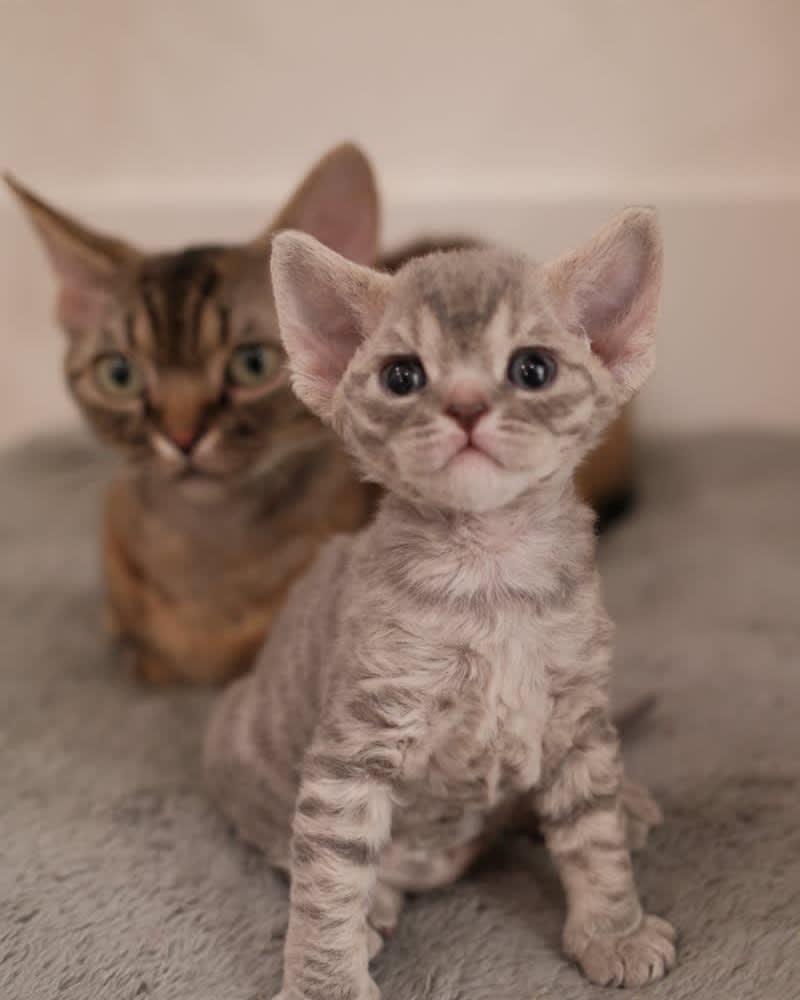 Devon Rex portrait used as a health page visual