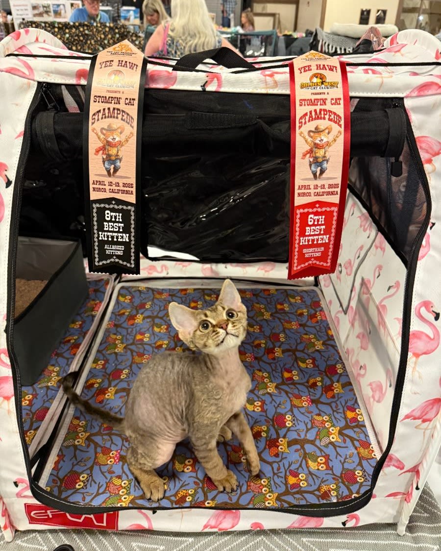 Devon Rex cat sitting by a window