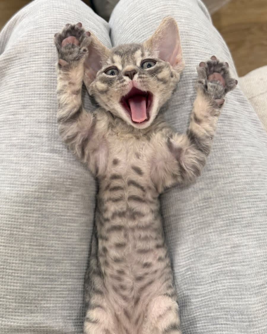 Close-up portrait of a Devon Rex cat