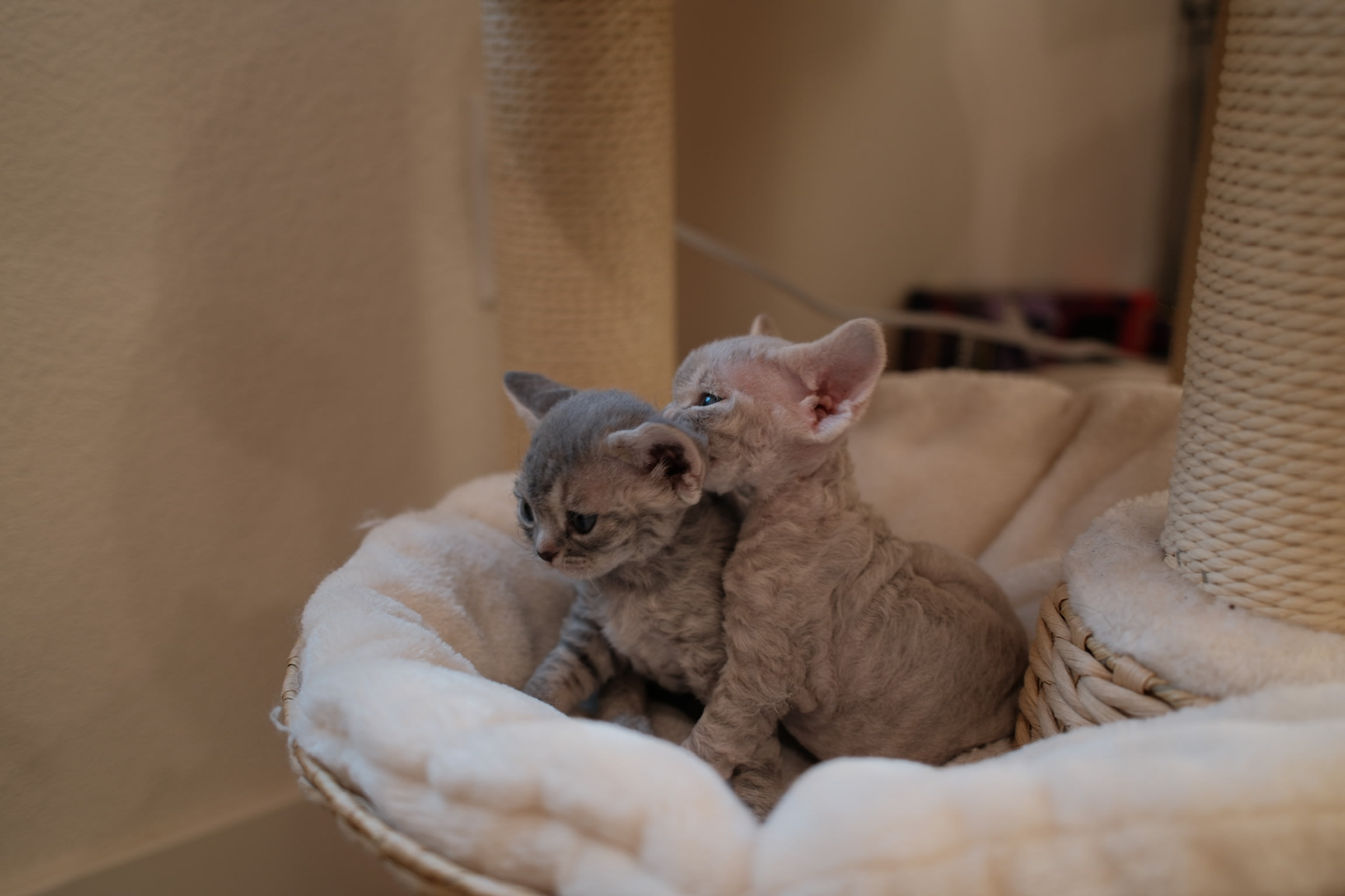 Devon Rex cat resting by a window