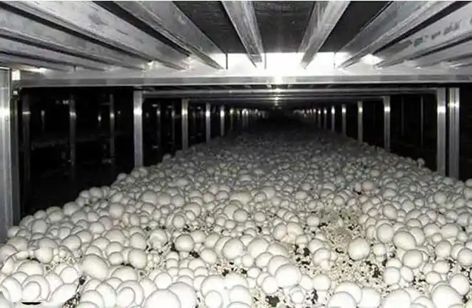 در نظر داشتن مکانی برای پرورش قارچ