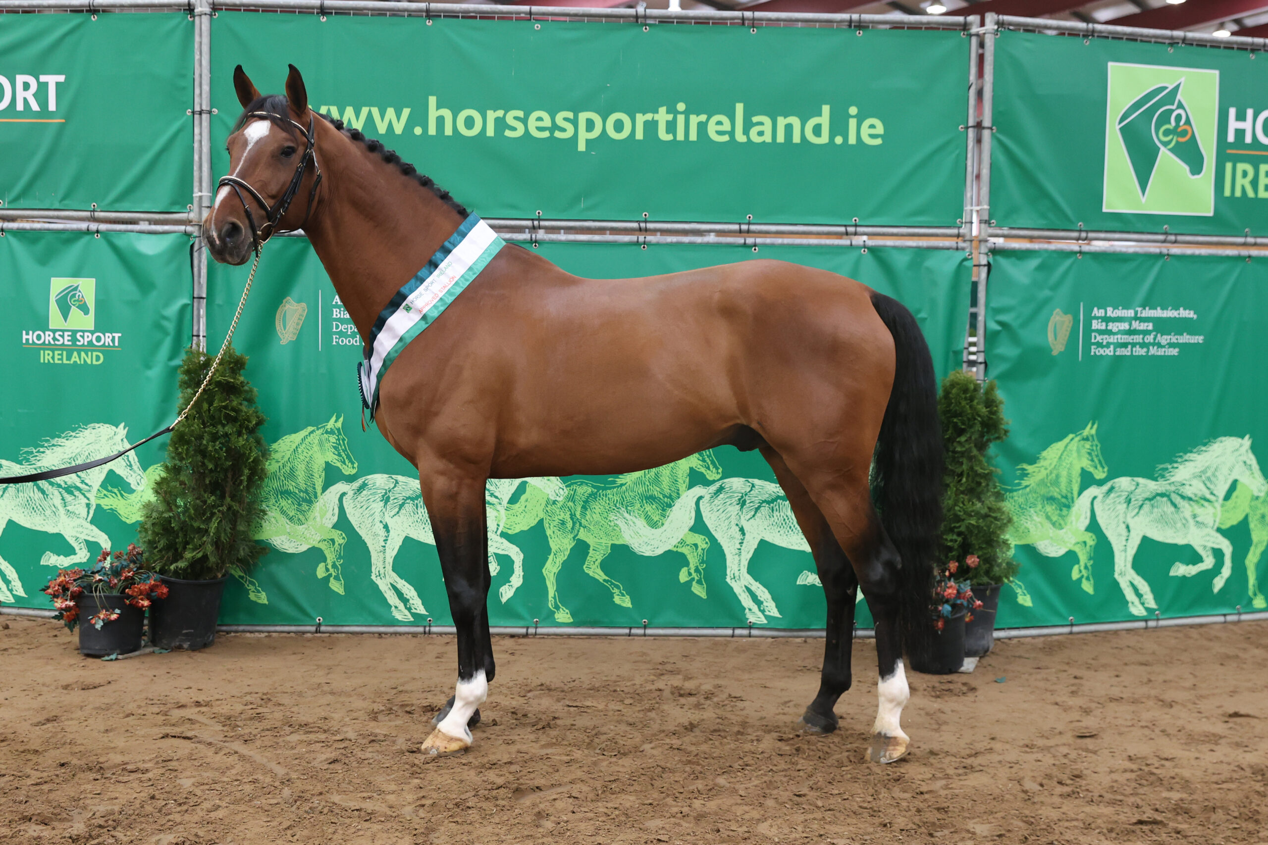 Case Study - Horse Sport Ireland