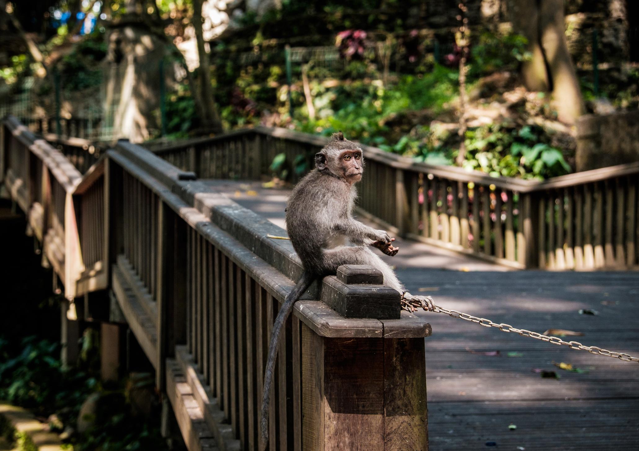 Sacred Monkey Forest Ubud