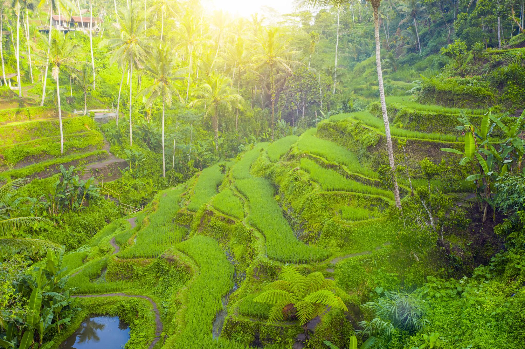 Ubud Private Tour Bali