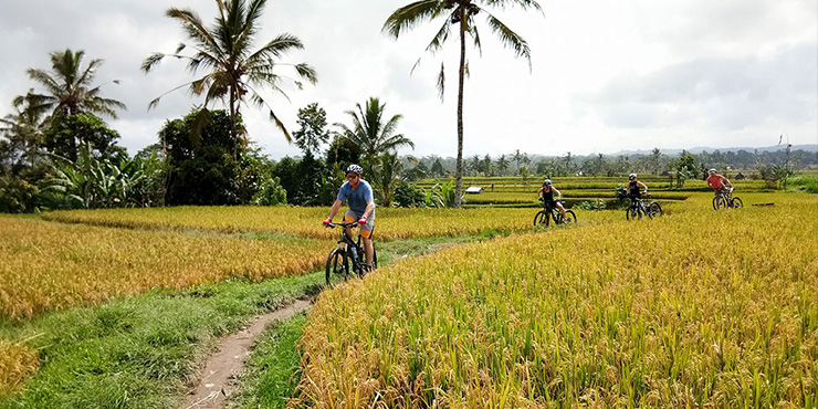 Rice Fields & Subak System