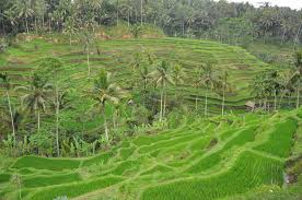 Tegalalang Rice Terraces Ubud