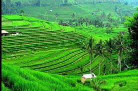 Jatiluwih Rice Terrace UNESCO