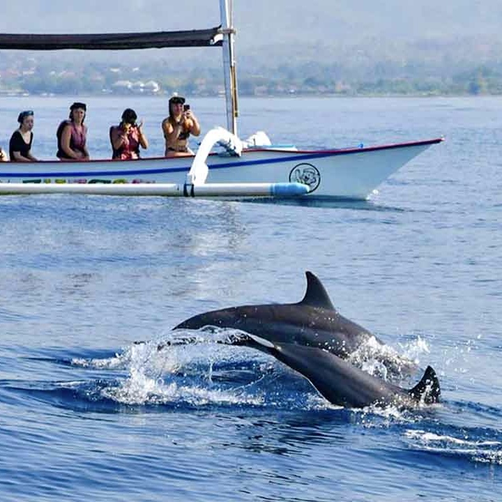 Dolphin Watching Lovina