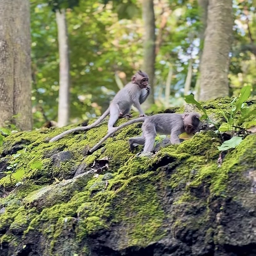 Ubud Monkey Forest Sanctuary
