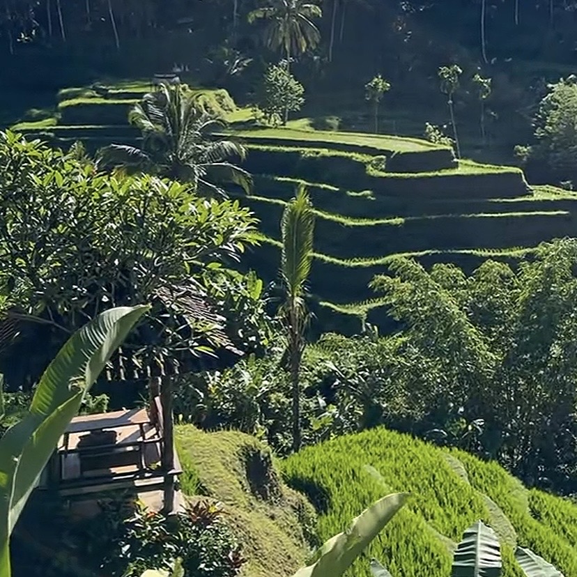 Tegalalang Rice Terrace