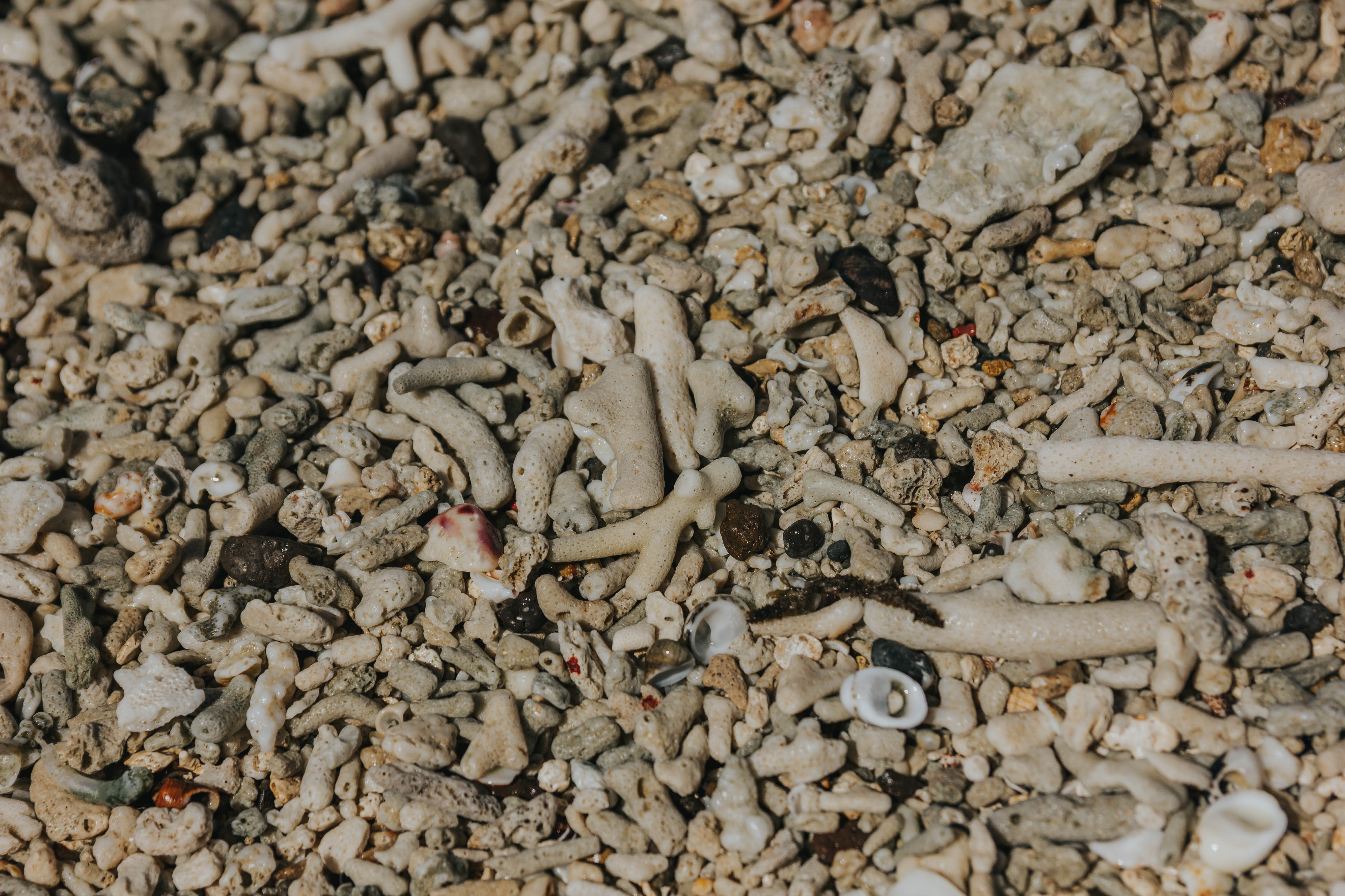 Close up of coral washed up on beach