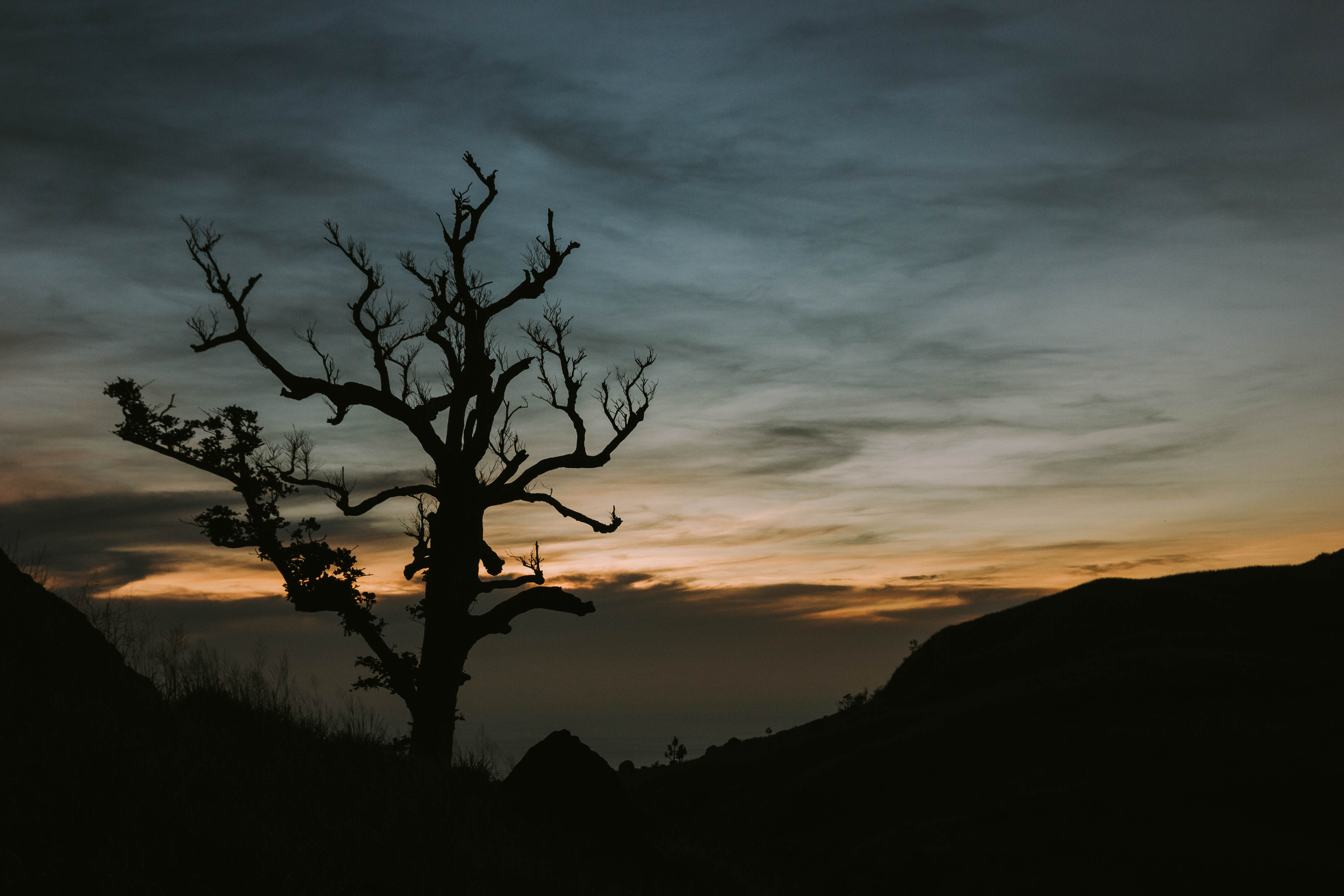 Silhouette of a tree at sunset