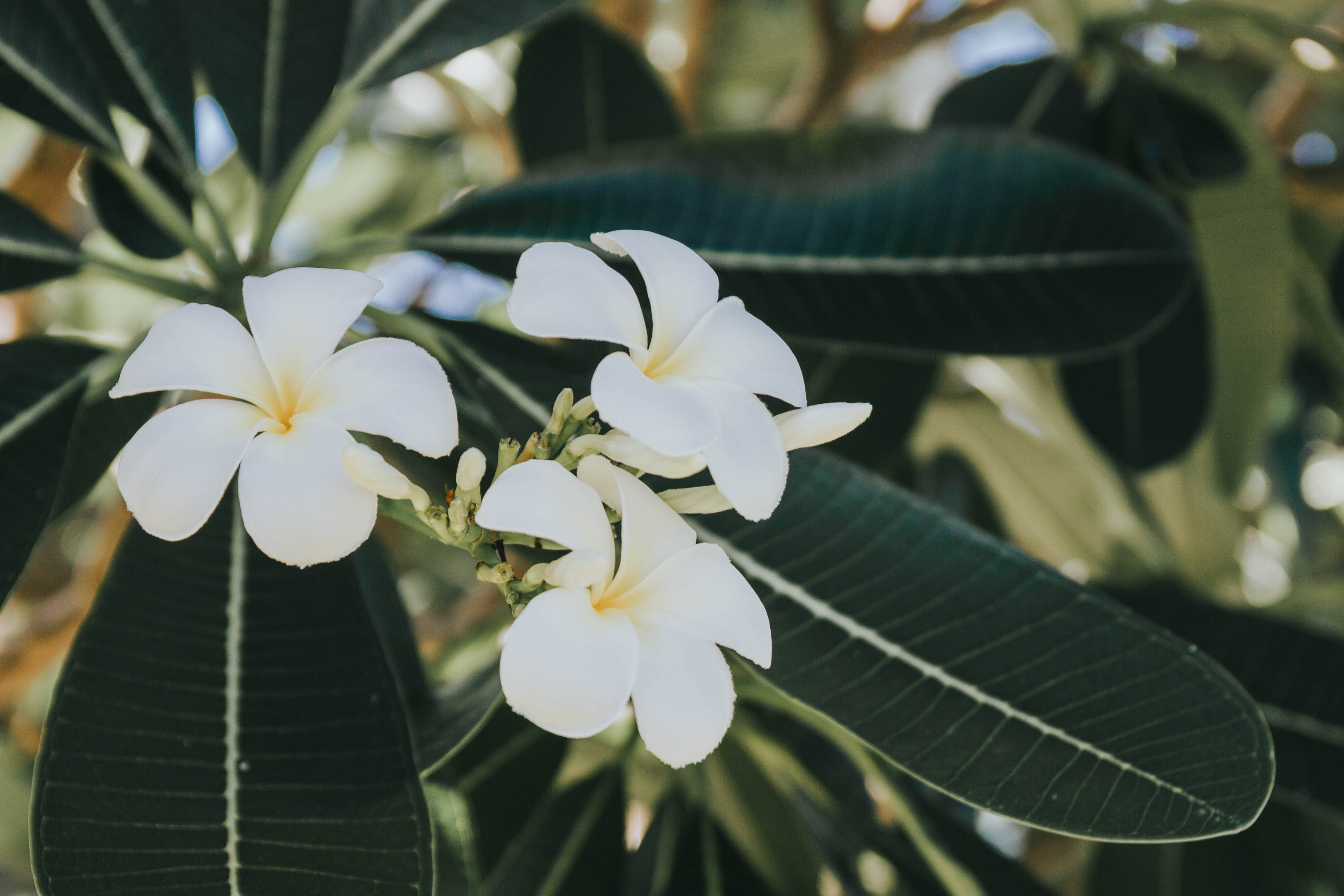 White flowers on a tree