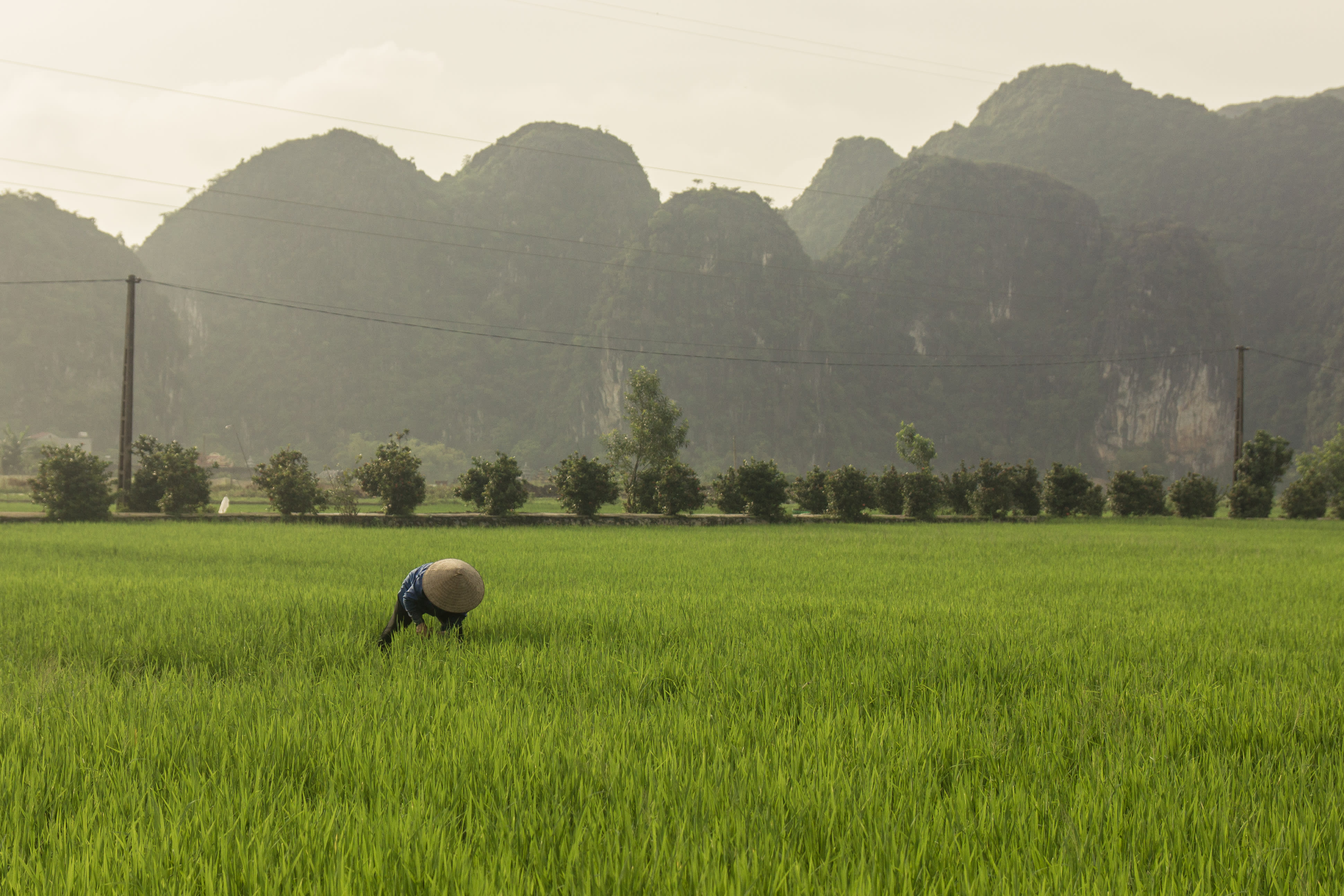Person working in rice fields