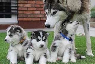 Quality Siberians Husky Puppies