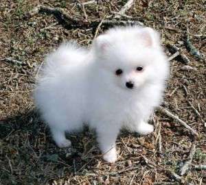 Pomerania puppy ready for adoption