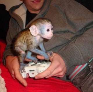 male and female capuchin monkeys for sale