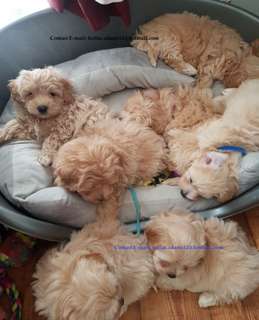 Mignone Little Male and Female Maltipoo Puppies Available