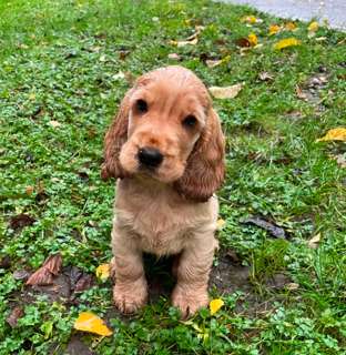 Cocker Spaniel For Rehoming