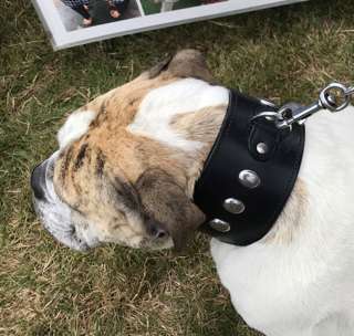 Dog Collar 3 Inch Wide