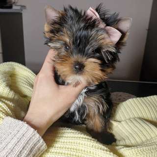 Yorkie puppy