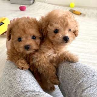Tea cup puppies