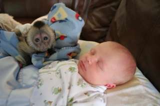 friendly baby capuchin monkeys now ready for sale..,