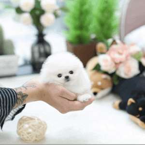 gorgeous teacup pomeranian puppies