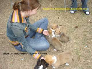 Very Friendly and Socialized Corgi Puppies Ready Now