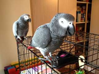 Male&female African Grey parrots available