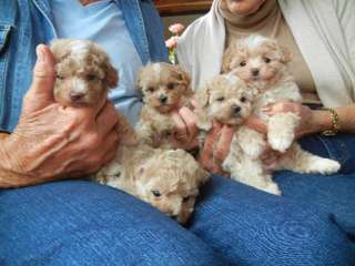 Well Trained and Socialized Maltipoo Puppies