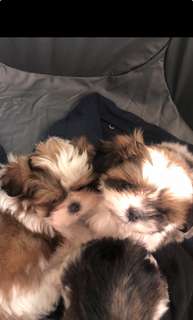 Shitzu/Pekangse puppy