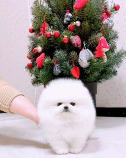 Teacup Pomeranian puppy