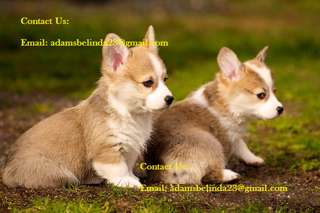 Adorable Short Nose Corgi Puppies Ready