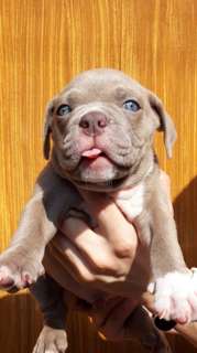 Adorable bulldog puppies