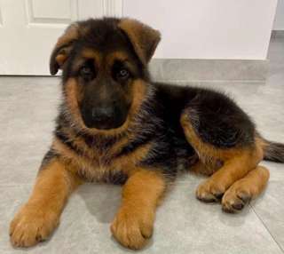 Quality German Shepherd puppies