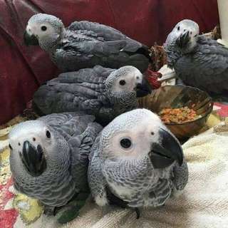 AFRICAN GREY PARROTS BOTH MALE AND FEMALE AVAILABLE