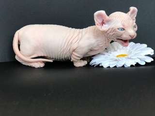 Sphynx Kittens now available Carol And Jason