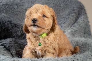 Cavoodle - Cavoopoo Pups - F1B pups