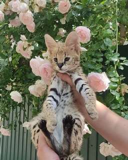 Savannah and serval cat with cute Caracal