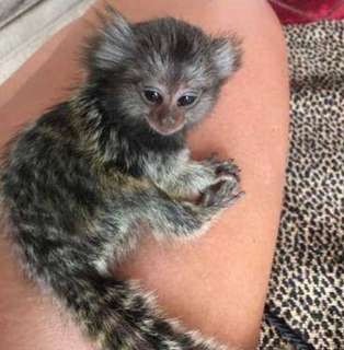 Capuchin monkeys and marmosets available for sale