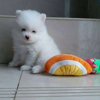 Pomeranan Puppies for sale