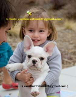 Playful and Trained French Bulldogs Puppies For You