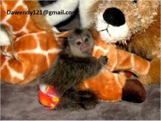 Healthy finger baby marmoset monkeys ready for sale