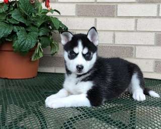Adorable Siberian Husky Puppy.