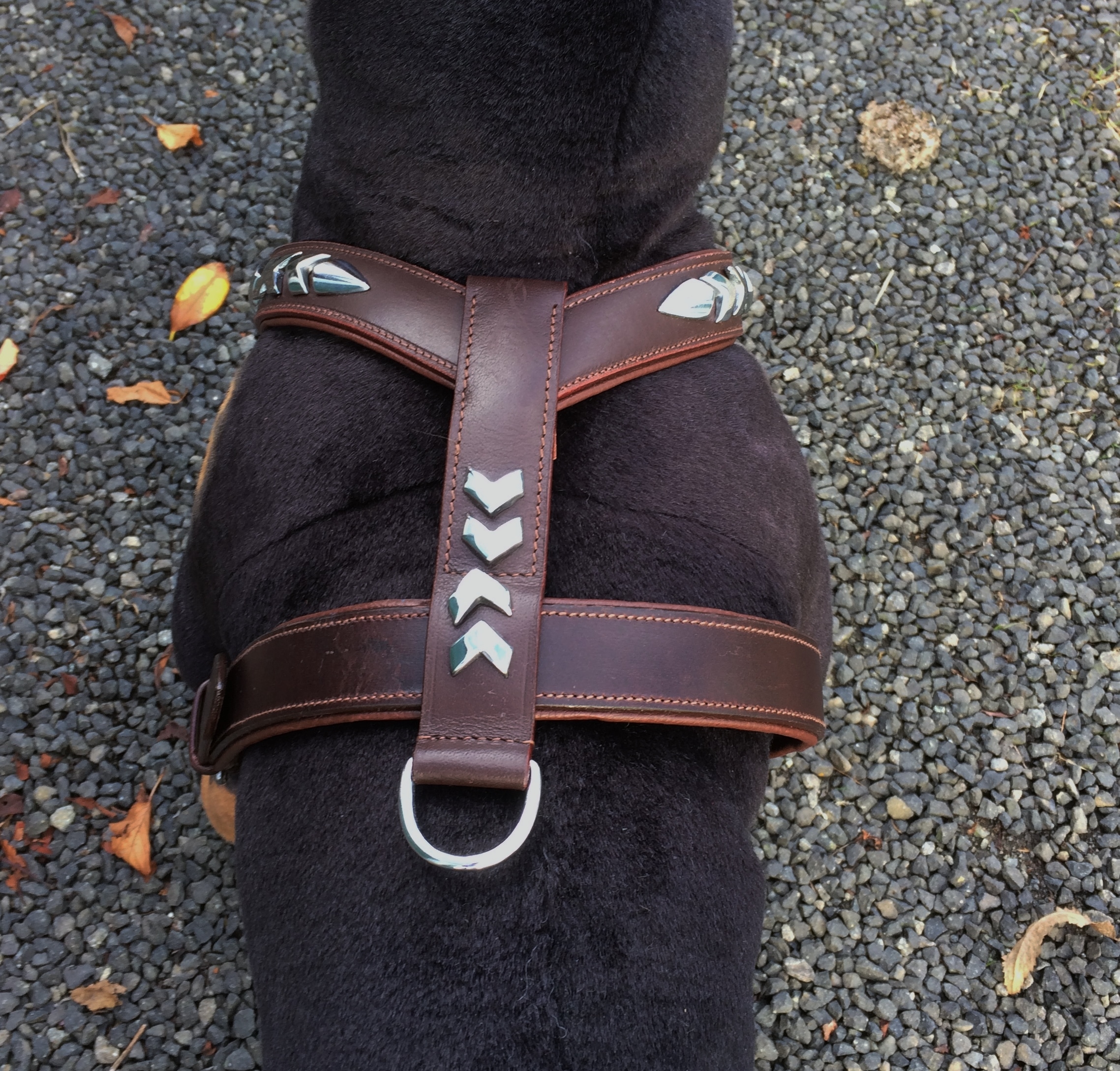 Dog Harness Oiled Leather