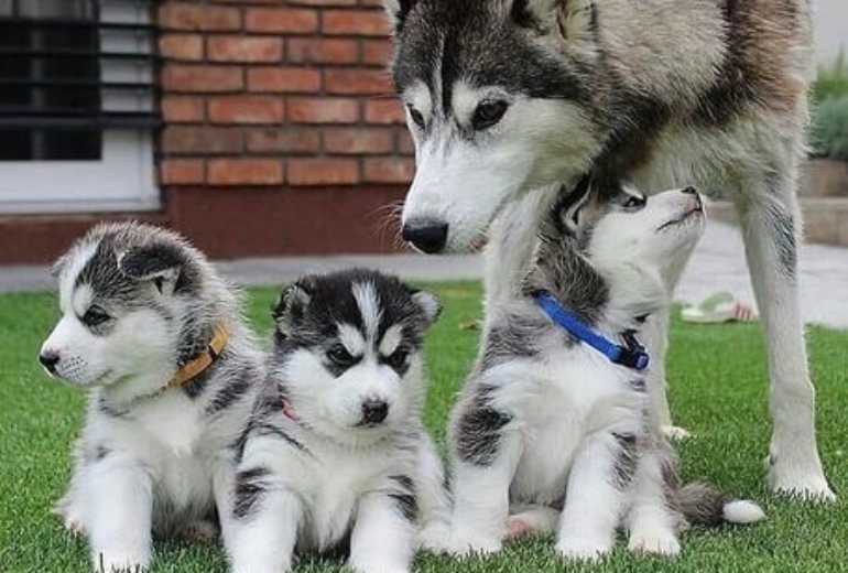 Quality Siberians Husky Puppies